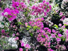 -深圳国际园林花卉博览园