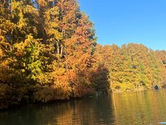 -上海海湾国家森林公园