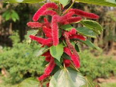 -中国科学院西双版纳热带植物园