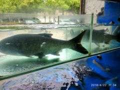 -浔味·山屿湖·正宗淳牌全鱼宴老字号