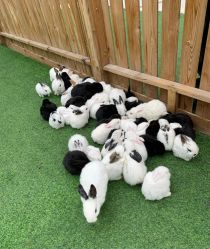 -萌宠亲子动物乐园(槐房万达店)