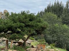 -北京野生动物园