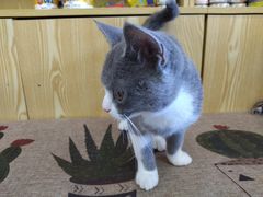 -中农大我爱我爱动物医院·核磁CT·猫病·24小时夜诊中心(石佛营店)