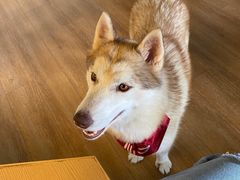 -Husky Go! 哈士奇体验馆·宠物咖啡厅狗咖