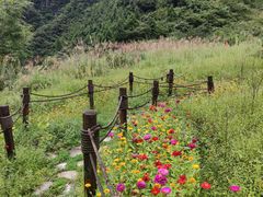 -武陵山森林公园