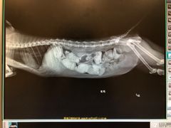 -艾贝尔宠物医院·24H转诊中心·肿瘤猫专科(江宁双龙店)