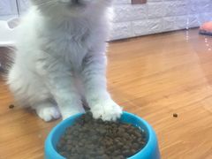 -龟与熊猫宠物公园(南坪店)
