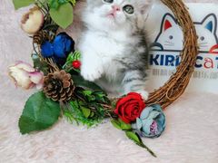 -十年猫舍·猫咪专门店(普陀店)