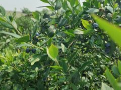 -金谷域澳洲庄园