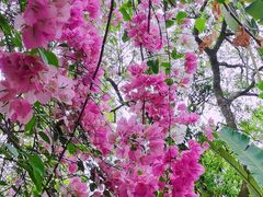 -深圳国际园林花卉博览园