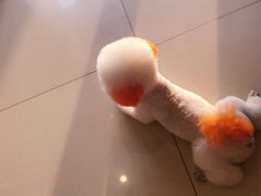 -宠颐生宠物医院·综合诊疗(先锋分院)