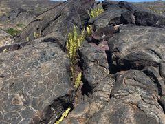 -夏威夷火山国家公园