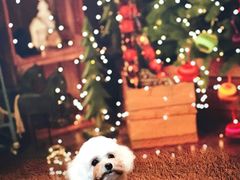 -Oh My Dog宠物沙龙(伊珊娜皮毛护理店)