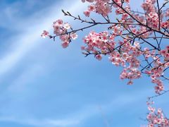 -顾村公园
