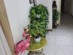 -薇薇安花系SPA