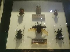 -上海昆虫博物馆