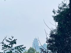 -铁山坪森林公园