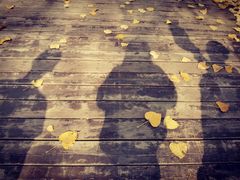 -合肥滨湖国家森林公园