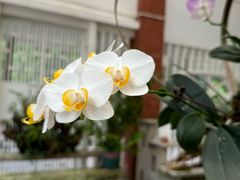 -广州兰圃