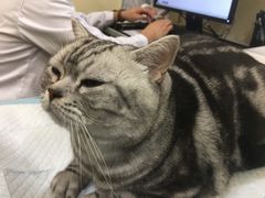 -萌兽医馆·犬猫专科·眼科中心·宠物医院(朝阳门分院)