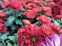 -上海共青森林公园