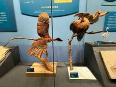 -国家自然博物馆