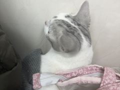 -半岛宠物医院24小时(白果林店)