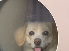 -美联众合动物医院·24h转诊中心