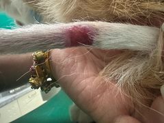 -瑞派申生动物医院·24H夜诊·国际动物医疗中心·骨外科(吴中路店)