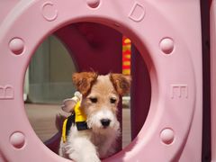 -百好乐宠物友好餐厅(朝外大街店)