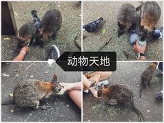 -费瑟代尔野生动物园