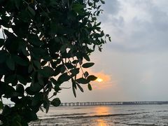 -宝安西湾红树林湿地公园