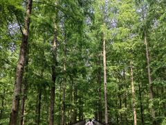 -黄海国家森林公园