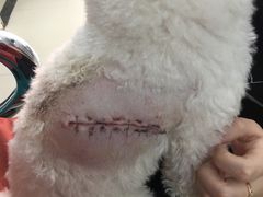 -康乐宝动物医院