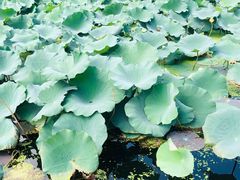 -蜀冈西峰生态公园