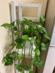 -净妍美肌专业净毛嫩肤连锁机构