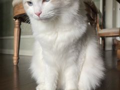-瑞鹏宠物医院·骨科·猫科·内科(第一中心)
