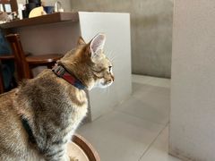 -Again Coffee Roaster(香蜜湖店)