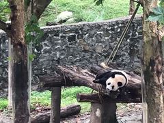 -都江堰中华大熊猫苑