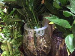 -沪花拾者(好再来花卉鲜花店)