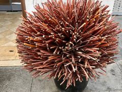 店门口的一大桶红柳木哦-撒拉花儿·新疆菜·清真(太阳宫店)