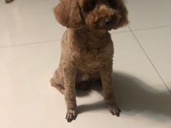 -芭比堂动物医院广州顽皮分院