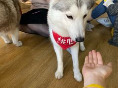-Husky Go! 哈士奇体验馆·宠物咖啡厅狗咖