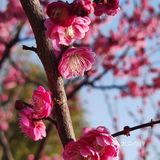 红梅花儿开