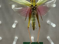 -国家自然博物馆