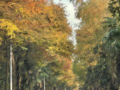 -上海海湾国家森林公园