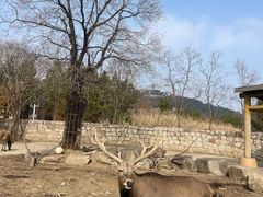 -苏州上方山国家森林公园