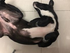 -多乐狗狗宠物训练工作室