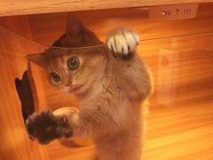 -猫十亿·布偶金渐层·曼基康矮脚猫舍(青年路店)
