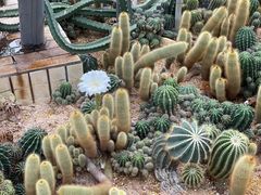 -深圳仙湖植物园